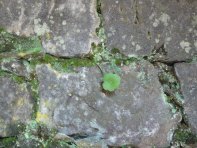qua Rocca20100328 121